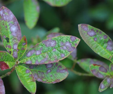 Azalea diseases: expert tips for spotting and solving issues | Homes ...