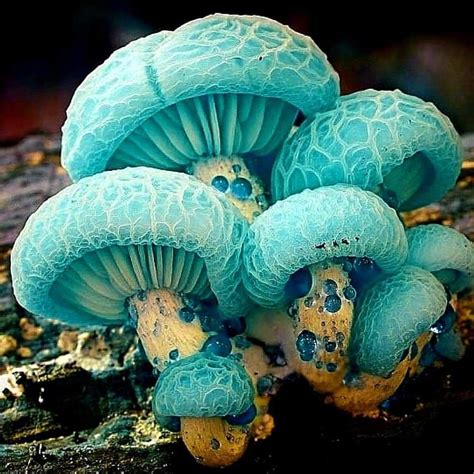 Are Mushrooms Plants - Plants BB