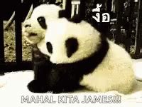 Panda Hug GIF - Panda Hug Cuddle - Discover & Share GIFs