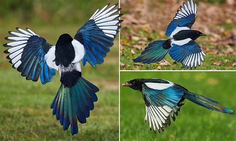 Magpies in multicolour: Stunning pictures reveal magnificent rainbow wings of normally black and ...