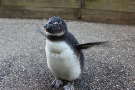 Cassie the Penguin Turns One! | Penguins, Cute baby animals, Cute animals