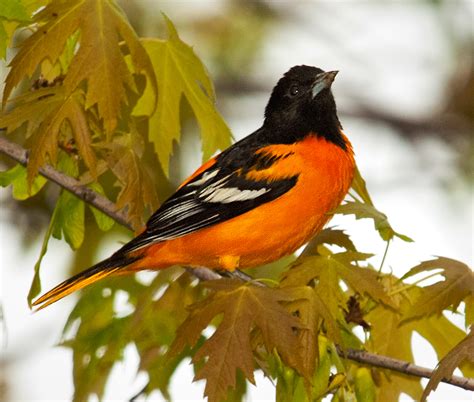 Baltimore Orioles: The Pursuit for the Best Bird Photography