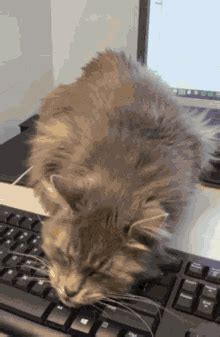 Cat Keyboard GIF - Cat Keyboard Work - Discover & Share GIFs