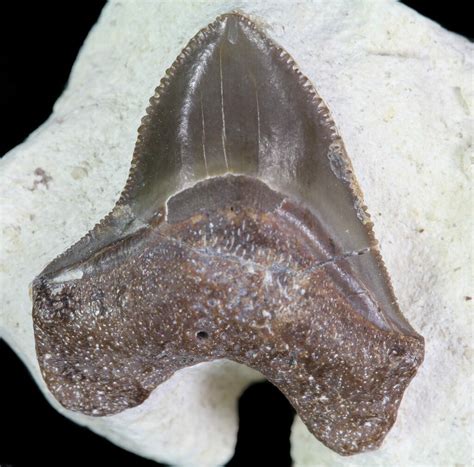 0.61" Squalicorax Fossil Shark Tooth - Kansas For Sale (#64157 ...