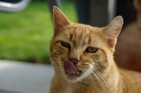 Cat Closeup With Tongue Out Stock Photo - Download Image Now - iStock