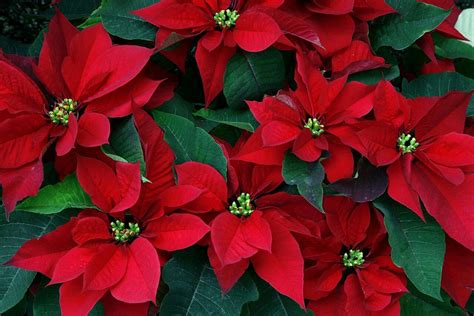 Poinsettias | Christmas flowers, Poinsettia flower, Beautiful flowers