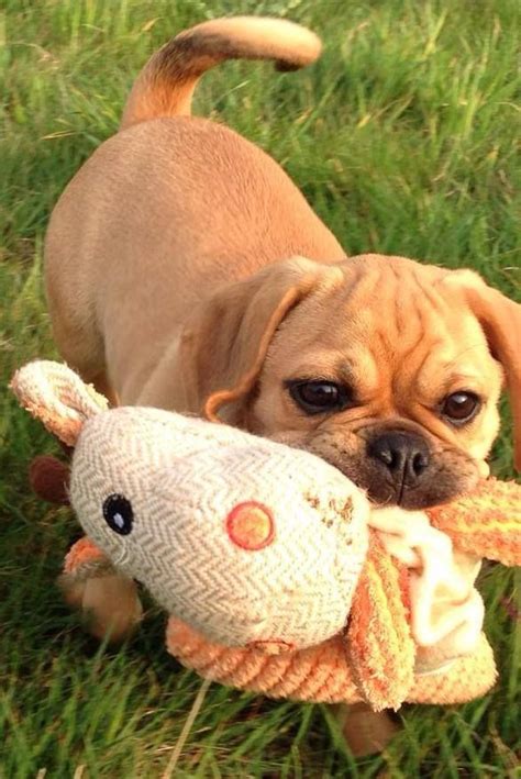 Pin by Linda Bare on I LOVE PUGGLES!!!!! | Cute dog pictures, Cute animals, Baby pugs