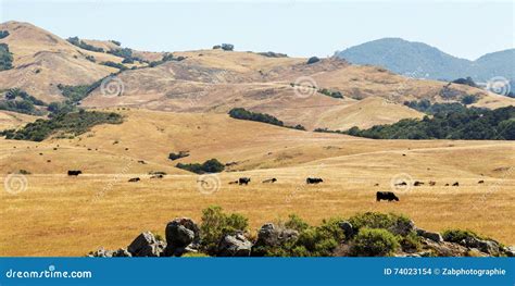 Animals in the Valley stock photo. Image of outdoor, field - 74023154