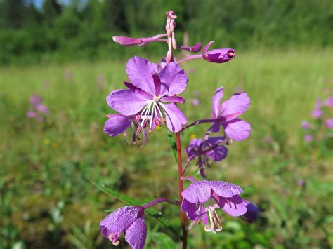 Alaskan Wildflowers Photograph by Chris Lucy - Fine Art America