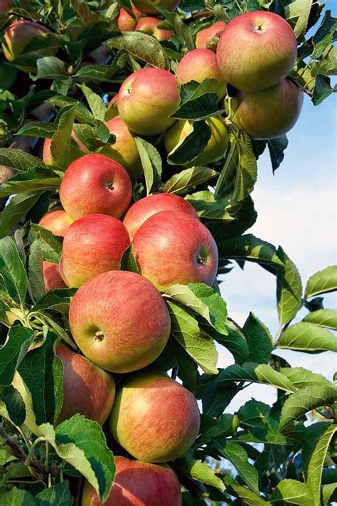 19 Best Apple Tree Varieties (with a Guide to Flowering Groups ...