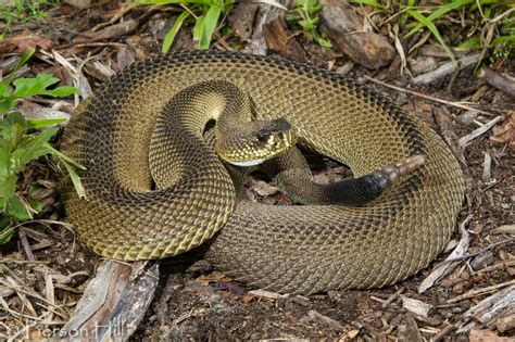 'Exceptionally Rare' Mutant Diamondback Rattlesnake Discovered in ...