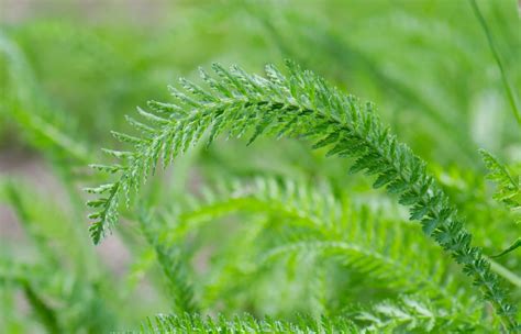 5 Handy Benefits Of Yarrow And How To Use It At Home – Wild Dispensary