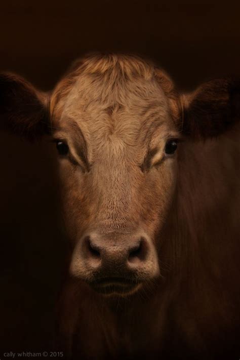 Bovine by cally whitham | Wild animals photography, Animal portraits ...