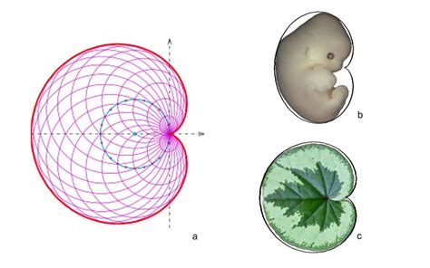 (a) The cardioid visualized as the envelope of a pencil of circles... | Download Scientific Diagram