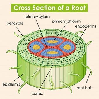 Download Diagram Showing Cross Section Of A Root for free | Science ...