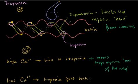 Pinmyboard: Troponin and Tropomyosin