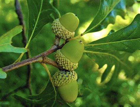 Health benefits of Acorns | Mighty oaks, Health benefits, Oak tree