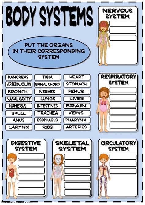 Free Printable Human Body Systems Worksheets