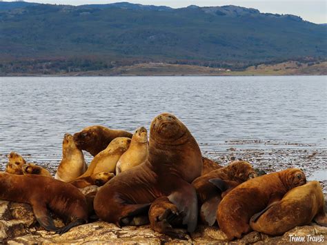 Patagonia Animals: A Wildlife Guide to Southern Chile & Argentina ...