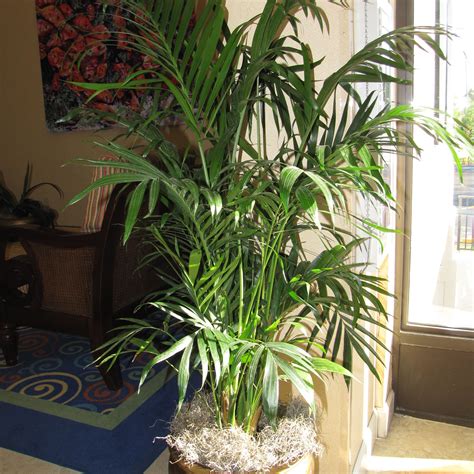 Types of Indoor Palm Plants to Grow