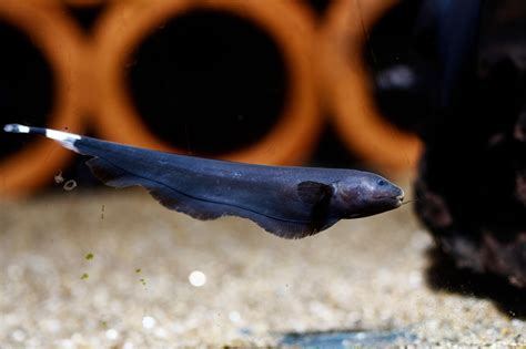 Black Ghost Knifefish: The Complete Care And Breeding Guide ...