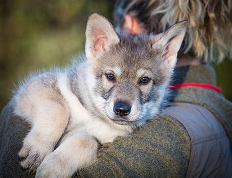 Saarloos Wolfdog Puppy - Behavior Facts and Vaccination of This Breed Till One Year