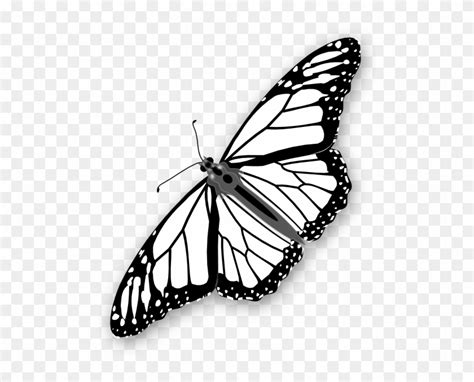 Clipart Info - Monarch Butterfly Outline Png - Free Transparent PNG Clipart Images Download