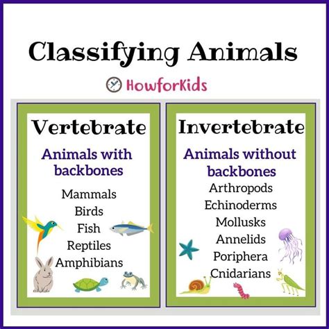 Classifying Animals | Vertebrates and invertebrates, Vertebrates, Classifying animals