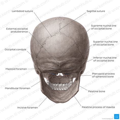 What Does The Back Of The Skull Look Like - Infoupdate.org