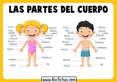 Las Partes del Cuerpo para Niños Pequeños | Fichas