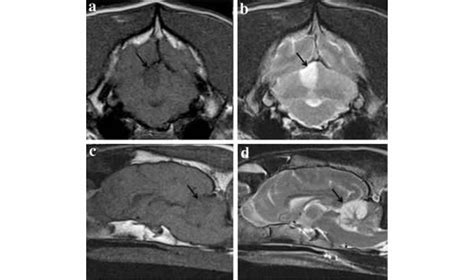 Stroke in Dogs: What You Need to Know – PET CPD