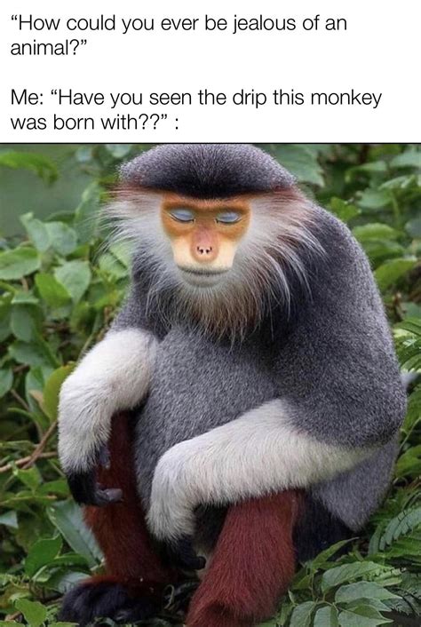 This monkey is a leaky faucet with all that drip : r/memes