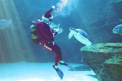 Festive Fun & Prizes at Two Oceans Aquarium - mapmyway