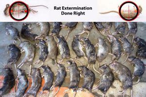 Rat Exterminator Hamilton - Rat Extermination and Removal