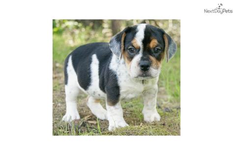 Beabull Puppies for Sale from Reputable Dog Breeders