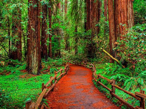 Muir Woods Walkway, Fall, forest, woods, trees, redwoods, Muir Woods ...