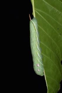 Palicourea guianensis Aubl., larva de Xylophanes chiron co… | Flickr
