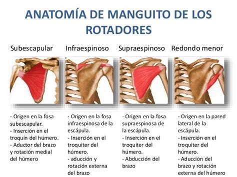 que es el manguito de los rotadores - Buscar con Google | Anatomía, Anatomia del cuerpo