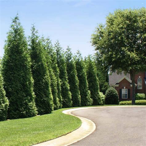 Thuja Green Giant | 生垣