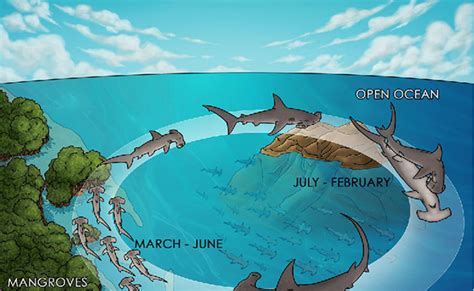 Paper investigates hammerhead shark mating :: Wetpixel.com