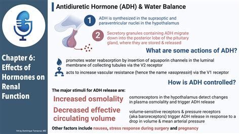 Chapter Six: Effects of Hormones on Renal Function — Channel Your Enthusiasm