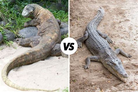 Komodo Dragon vs Crocodile: Differences And Similarities