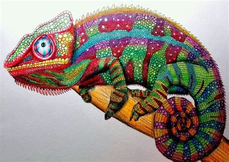 Realistic Chameleon Drawing