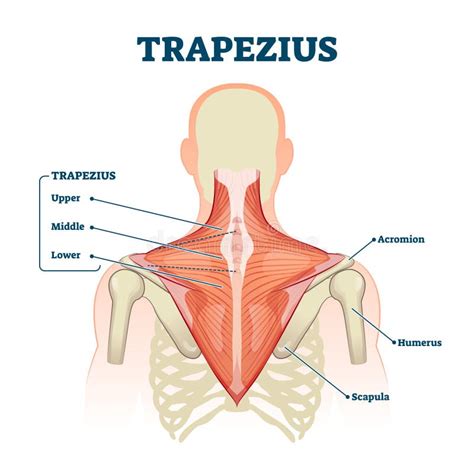 Anatomia Muscular Trapézio Para Ilustração Do Conceito Médico 3d Ilustração Stock - Ilustração ...