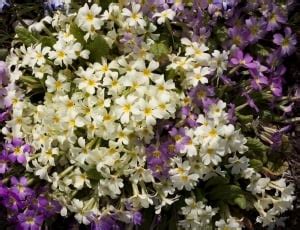 Motley, Spring Flowers, Primrose, flower, plant free image | Peakpx