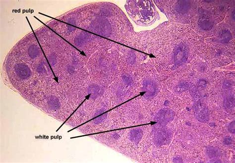 Spleen Trabeculae Histology