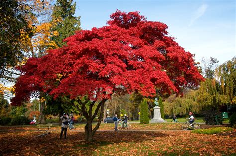 Bright Red Leaves On Tree Fall Colors - Duncan.co