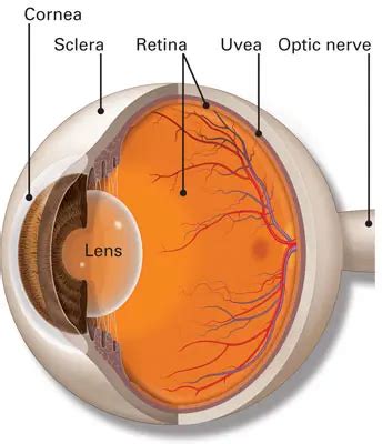 Choroid - American Academy of Ophthalmology