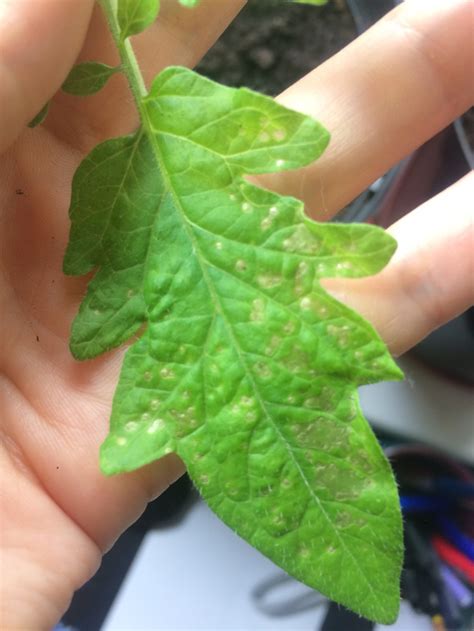 Spots on tomato plant leaves — BBC Gardeners' World Magazine