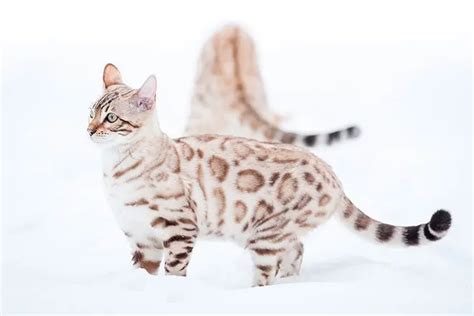 Snow Bengal Cat: Everything You Need To Know